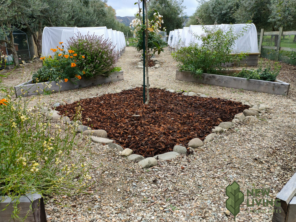 New_Living_Landscapes_Gardens-Olive-Trees